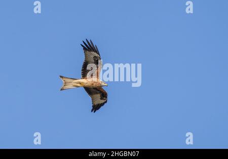 Cerf-volant rouge (Milvus milvus) en vol pendant la migration d'automne, oiseau unique en vol, Andalousie, Espagne. Banque D'Images