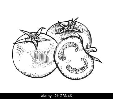 Encore la vie avec la tranche de tomate.Magnifique légume mûr avec une gravure vintage.Esquisse de contour.Le dessin à la main est isolé sur un fond blanc Illustration de Vecteur