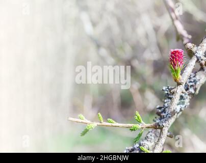 Bourgeons rouges sur le Larch.Fleurs printanières d'un conifères. Banque D'Images