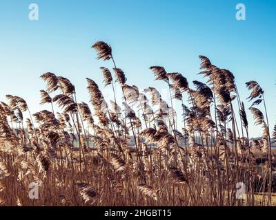 Roseaux dorés soufflant dans une douce brise Banque D'Images