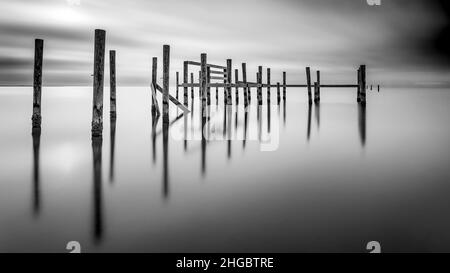 Live Oaks, Blue Hour, pilings, Golfe du Mexique, États-Unis Banque D'Images