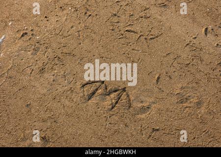 Empreinte de mouettes sur le sable à la plage de Velsao près de Sankval, Mormugao, Goa, Inde Banque D'Images