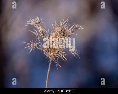 Gros plan d'une fleur en dentelle de la reine anne sauvage séchée lors d'une journée hivernale froide avec un arrière-plan flou. Banque D'Images