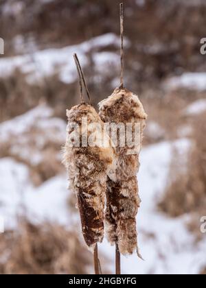 Gros plan de deux plants de queue-de-chat mouffés d'ensemencement dans un après-midi froid de janvier avec un champ flou en arrière-plan. Banque D'Images