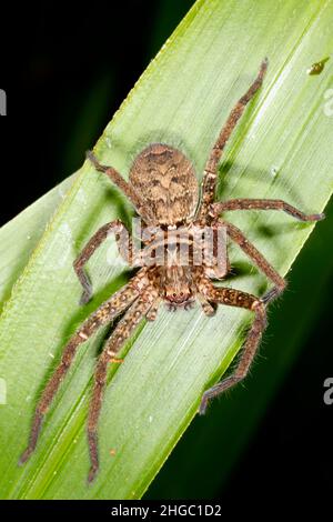 Araignée Huntsman brune, jonglans Heteropoda.Également connu sous le nom de Brisbane Huntsman Spider et Jungle Huntsman Spider.Coffs Harbour, Nouvelle-Galles du Sud, Australie Banque D'Images