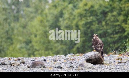 Aigle à tête blanche juvénile, Haliaeetus leucocephalus, sous la pluie, parc national de Glacier Bay, Alaska du Sud-est, États-Unis. Banque D'Images