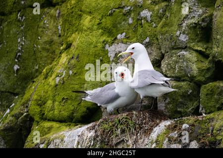 Kittiwake à pattes noires, Rissa tridactyla, couple de nidification à McBride Inlet, parc national de Glacier Bay, Alaska, États-Unis. Banque D'Images