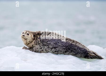 Le phoque commun adulte, Phoca vitulina, a été transporté sur glace dans le parc national de Glacier Bay, en Alaska, aux États-Unis. Banque D'Images