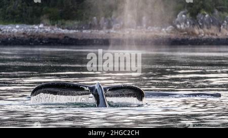 Baleine à bosse adulte, Megaptera novaeangliae, plongée sous-marine dans le parc national de Glacier Bay, Alaska, États-Unis. Banque D'Images