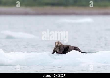 La loutre de mer femelle adulte, Enhydra lutris, a été transportée sur glace dans le parc national de Glacier Bay, dans le sud-est de l'Alaska, aux États-Unis. Banque D'Images