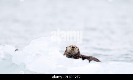 La loutre de mer femelle adulte, Enhydra lutris, a été transportée sur glace dans le parc national de Glacier Bay, dans le sud-est de l'Alaska, aux États-Unis. Banque D'Images