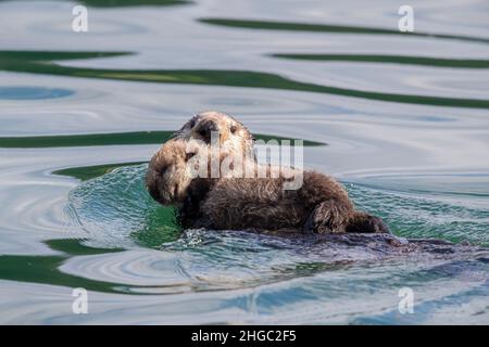 Mère et loutre de mer, Enhydra lutris, nageant dans le parc national de Glacier Bay, Alaska du Sud-est, États-Unis. Banque D'Images