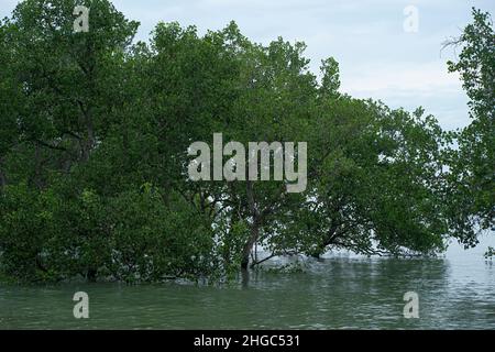 Arbres partiellement submergés sur le bord de mer pendant les marées hautes.Points de mise au point sélective Banque D'Images