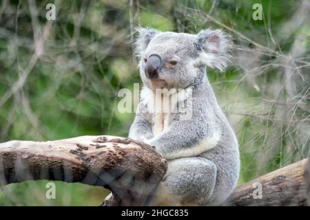 Koala se détendre dans un arbre à Perth, en Australie. Banque D'Images