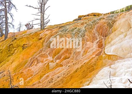 Travertin et arbres pétrifiés dans la région de Mammoth Hot Springs in Yellowstone Banque D'Images