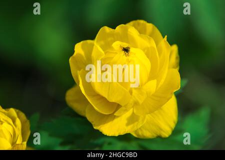 Floraison au printemps et décoration des forêts et des prairies Trollius fleur jaune vif pollinisée par une mouche de fleur, foyer sélectif Banque D'Images