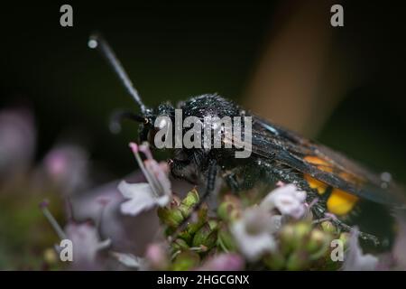 Scolia hirta (Hyménoptères, Scoliidae) assis sur une fleur blanche, jour ensoleillé en été, Vienne (Autriche) Banque D'Images