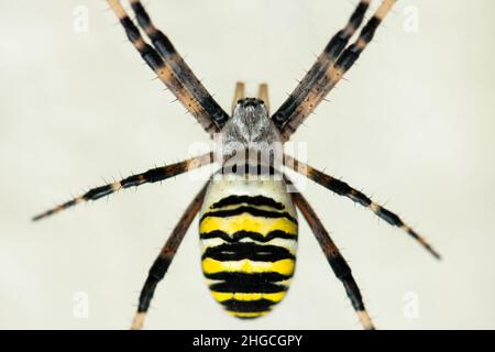 Une grosse araignée Argiope bruennichi (WASP) assis dans web (Vienne, Autriche) Banque D'Images