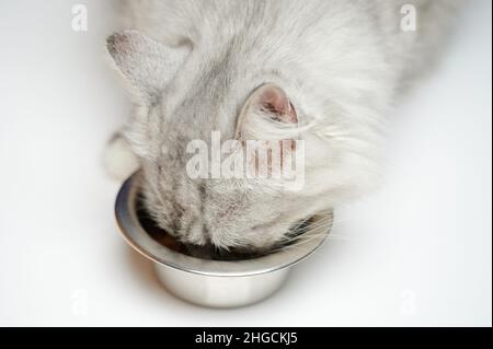 Chat affamé mangez de la nourriture à partir d'une plaque de métal macro vue rapprochée Banque D'Images