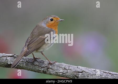 Le Robin européen (erithacus rubecula), le plus connu sous le nom de Robin Banque D'Images
