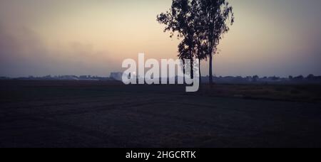 Deux arbres dans le champ agricole Banque D'Images
