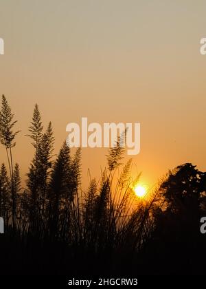 Le soleil tombant derrière l'herbe des pampas Banque D'Images