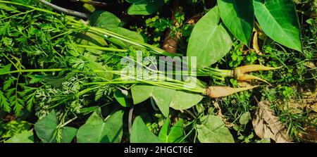 Les carottes dans le domaine de l'agriculture Banque D'Images