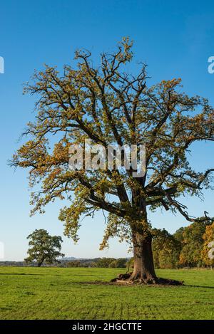 Vieux chêne puissant (« Huteeiche », chêne de pâturage en bois) sur un pré vert sous un ciel bleu clair dans une zone rurale de la Reinhardswald, Hesse, Allemagne Banque D'Images