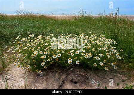 Tripleurospermum maritimum (mayonnaise de mer) pousse dans les zones côtières dans le sable ou parmi les galets de plage. Banque D'Images