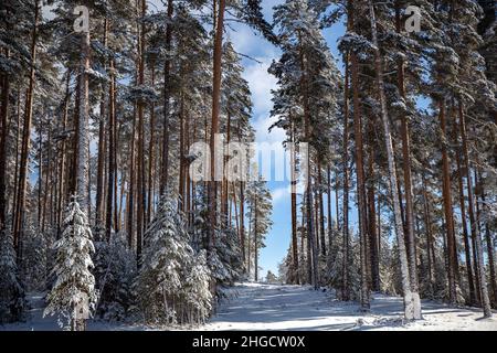 Paysage enneigé d'hiver avec route de montagne étroite entre High Scots Pines Banque D'Images