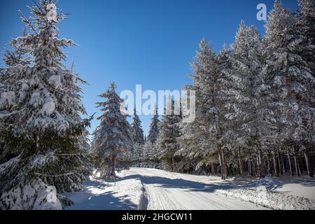 Route de montagne enneigée et pins enneigés lors d'une journée froide d'hiver Banque D'Images