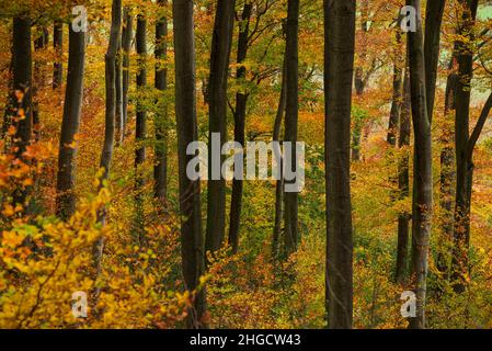 Photo plein cadre d'un magnifique paysage de forêt automnale avec troncs d'immenses vieux hêtre avec feuillage de couleur automnale, Weser Uplands, Allemagne Banque D'Images