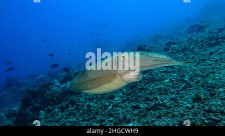 Dans les profondeurs avec un grand-club de seiches (Sepia latimanus) de Gili Meno, indonésie Banque D'Images