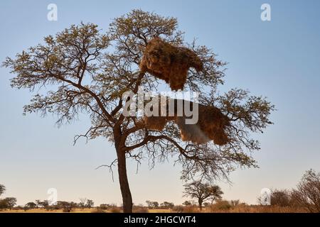 Camelthorn (Vachellia erioloba) avec des nids d'oiseau géant Sociable Weaver dans le désert du Namib, en Namibie Banque D'Images