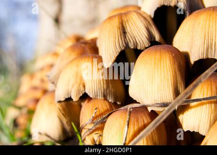 Un groupe de tabourets de crapaud sauvages qui poussent au fond d'une souche d'arbre (chapeau de mica, capuchon d'intong) Banque D'Images