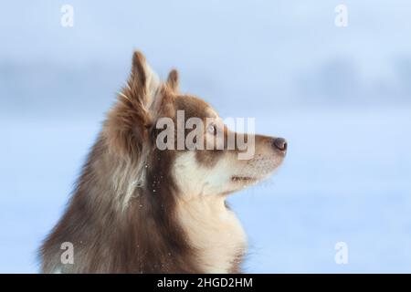 Vue latérale d'un chien de troupeau, en regardant vers le haut.Paysage d'hiver brumeux en arrière-plan.lapphund finlandais. Banque D'Images