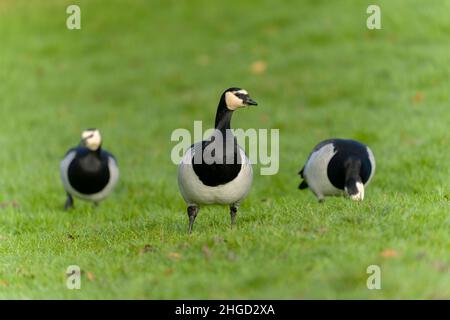 Bernache de Barnacle, Branta leucopsis, trois oiseaux sur l'herbe, January 2022 Banque D'Images