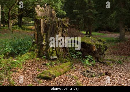 Arbre mort dans le jardin du palais du château Kynzvart,région de Plzeň,République tchèque,Europe Banque D'Images