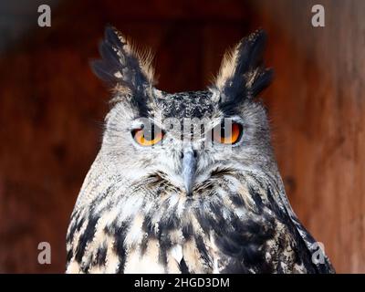 Grand hibou adulte (Bubo virgianus) Banque D'Images