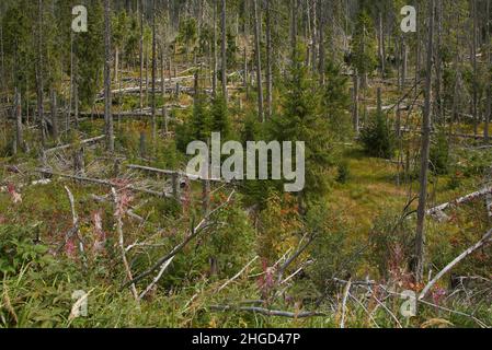 Récupération de la forêt après une calamité de coléoptère d'écorce près du village Kvilda, district de Prachatice, région de Bohème du Sud, République Tchèque, Europe Banque D'Images