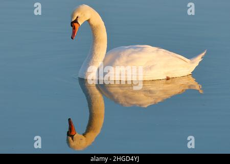 Swan sur le lac au coucher du soleil Banque D'Images