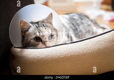 Le chat se repose après une intervention chirurgicale avec des points de suture et un collier de protection.Le chat avec sa fourrure rasée et sa blessure visible cousue sur la jambe suite à une attaque animale se repose Banque D'Images