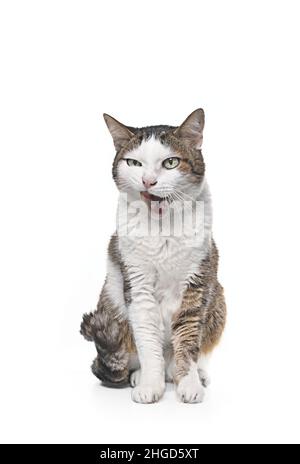 Drôle tabby chat siting et lécher son visage.Isolé sur fond blanc. Banque D'Images