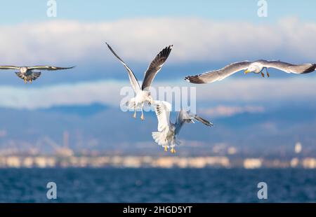 Des goélands à dos noir (Larus fuscus) et un goéland à pattes jaunes (larus michaellis) à droite.Vol autour d'un bateau dans la mer Méditerranée. Banque D'Images