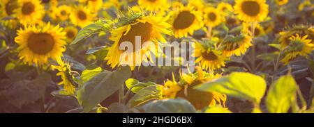 Bannière avec motif de champ de tournesol, couleurs lumineuses.Photo naturelle de tournesol. Banque D'Images