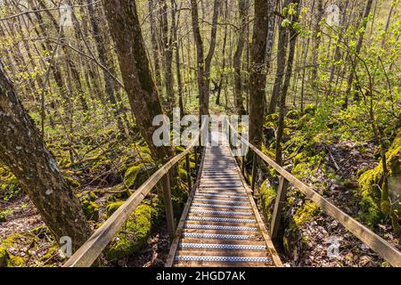 Escalier en bois sur un sentier en pente Banque D'Images