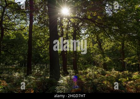 La lumière du soleil culminer à travers l'arbre dans la forêt de Sherwood Banque D'Images