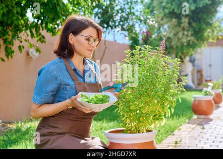 Femme cueillant des feuilles de basilic en pot, maison épicée jardin de plantes Banque D'Images