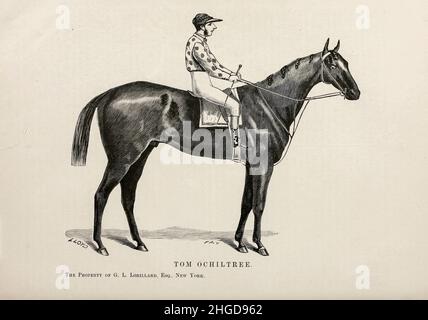 Tom Ochiltree, dessiné par C. Lloyd [Tom Ochiltree (1872–1897), était un cheval de course américain de race Thoroughbred qui a remporté les 1875 enjeux de préakness et plusieurs autres enjeux majeurs.En 1877, il a perdu dans l'une des courses de match les plus célèbres du XIXe siècle – une course qui avait été tellement attendue que les deux chambres du Congrès étaient ajournées afin que les membres puissent y assister.En 2016, Tom Ochiltree a été intronisé au Musée national des courses et au Temple de la renommée].D'après le livre ' Famous American race chevaux ' publié en 1877 par porter et Coates Philadelphie, Banque D'Images