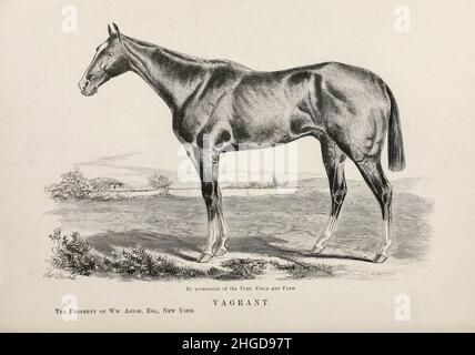 Vagrant dessiné par [Vagrant, (17 mai 1873 – c.1890) était un cheval de course américain de race Thoroughbred qui est le mieux connu pour sa victoire de Kentucky Derby en 1876.Vagrant a été le premier des neuf geladings à gagner le Kentucky Derby et a été un Colt de baie blanc sired par Virgile de la jument Lazy (par Scythian (GB)).Virgile était remarquable pour l'élevage réussi de chevaux de course du XIXe siècle et se trouvait au pré-akness Stud de Milton H. Sanford à Lexington, Kentucky.Vagrant est lié, par son côté, à deux autres gagnants du Kentucky Derby, Hindoo (1881) et Ben Ali (1886)].Du livre ' célèbre course américaine h Banque D'Images